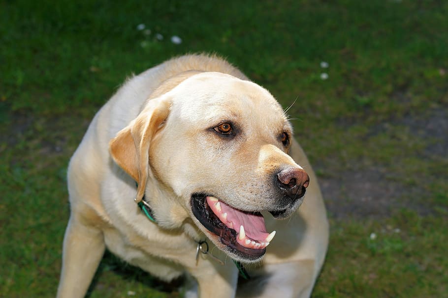 HD wallpaper: Dog, Labrador, Male, Pet, White, Close, head, animal ...