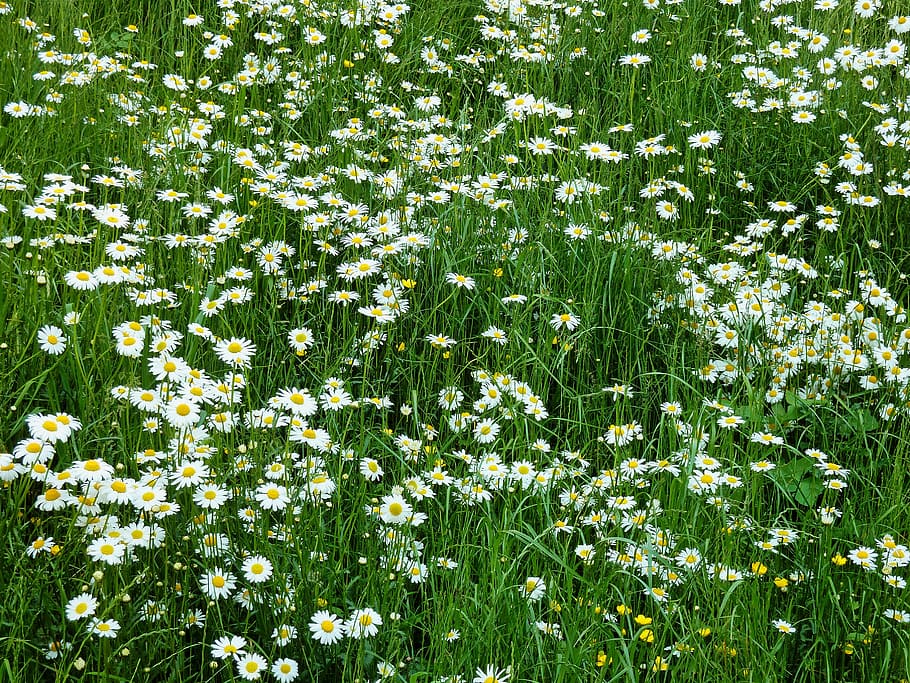 Marga, Rites, Meadow, Daisy, marga rites meadow, spring, flower meadow HD wallpaper