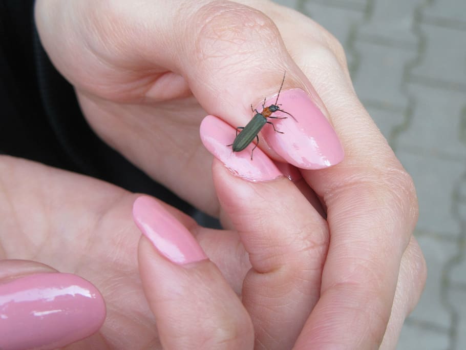 bug, hand, nails, pink, human hand, human body part, human finger HD wallpaper