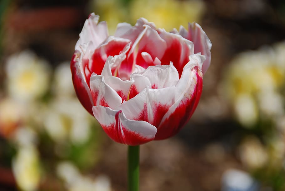 Tulip, Flower, Yellow, Spring, Petals, nature, bloom, color HD wallpaper