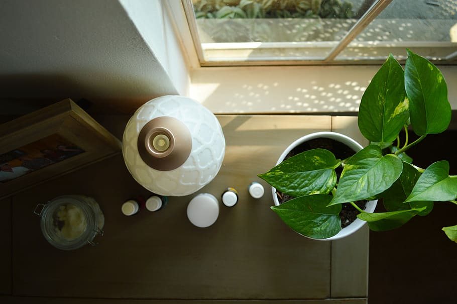 green leafed plant on table near lamp, green leaf plant near window HD wallpaper