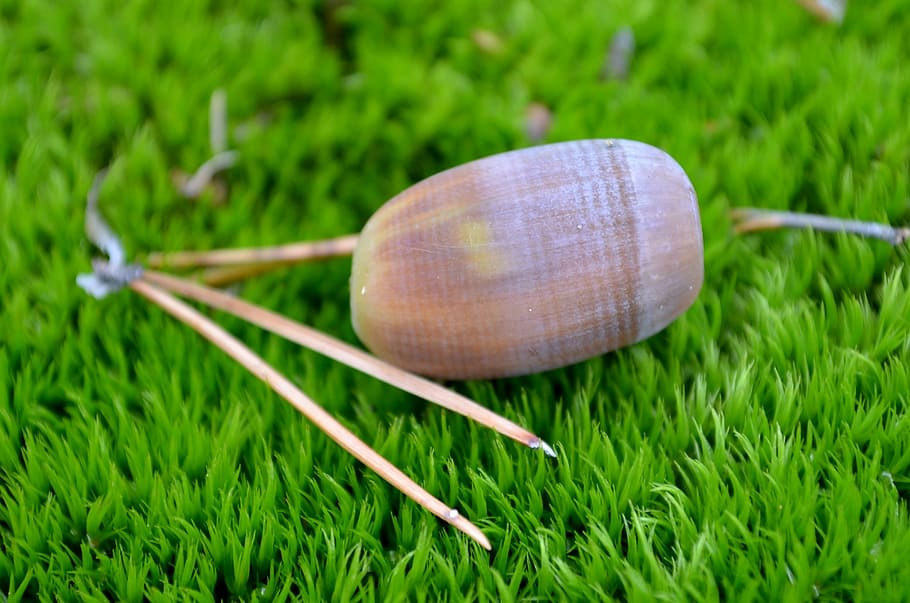 acorn, moss, forest, nature, close-up, grass, plant, green color HD wallpaper