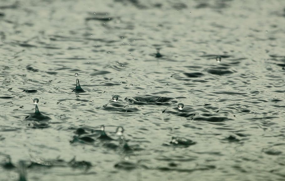water drops micro photographyu, priroda, rain, animals in the wild HD wallpaper