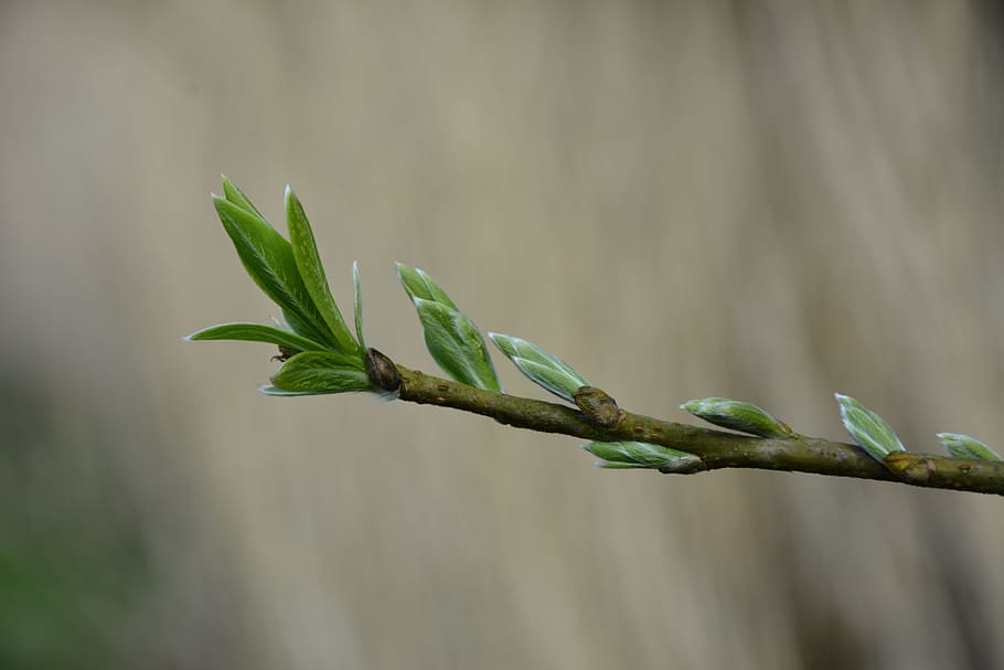 Branch, Spring, Nature, Flower, Leaves, green, no people, green color HD wallpaper