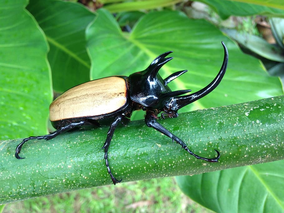 black and brown hercules beetle, bugs, horn, rhino, unicorn, animal