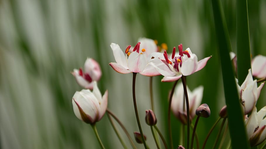 flowers, when, the pond, flowering plant, growth, fragility HD wallpaper