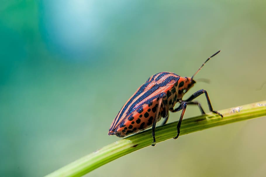 bug, green, insect, nature, animal, macro, beetle, wildlife HD wallpaper