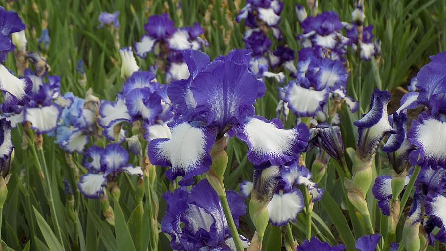 irises, flowers, bloom, purple iris, summer, flowering plant HD wallpaper