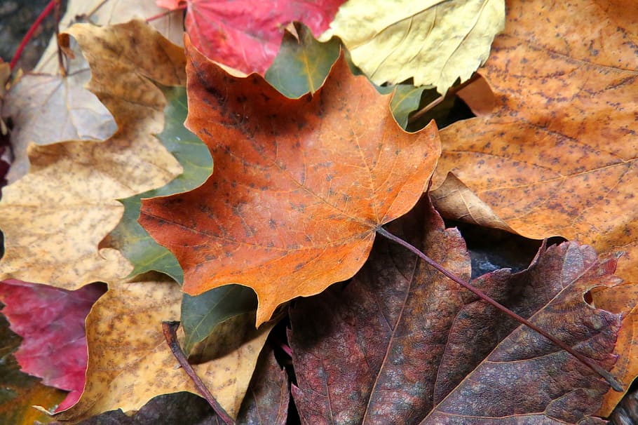 Fall, Leaves, Leaf, Maple, Brown, green, seasonal, autumn, change HD wallpaper