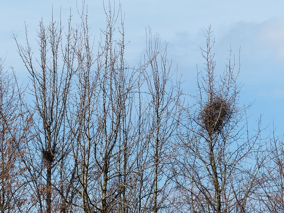 Bird'S Nest, Tree, bare tree, day, nature, no people, outdoors HD wallpaper