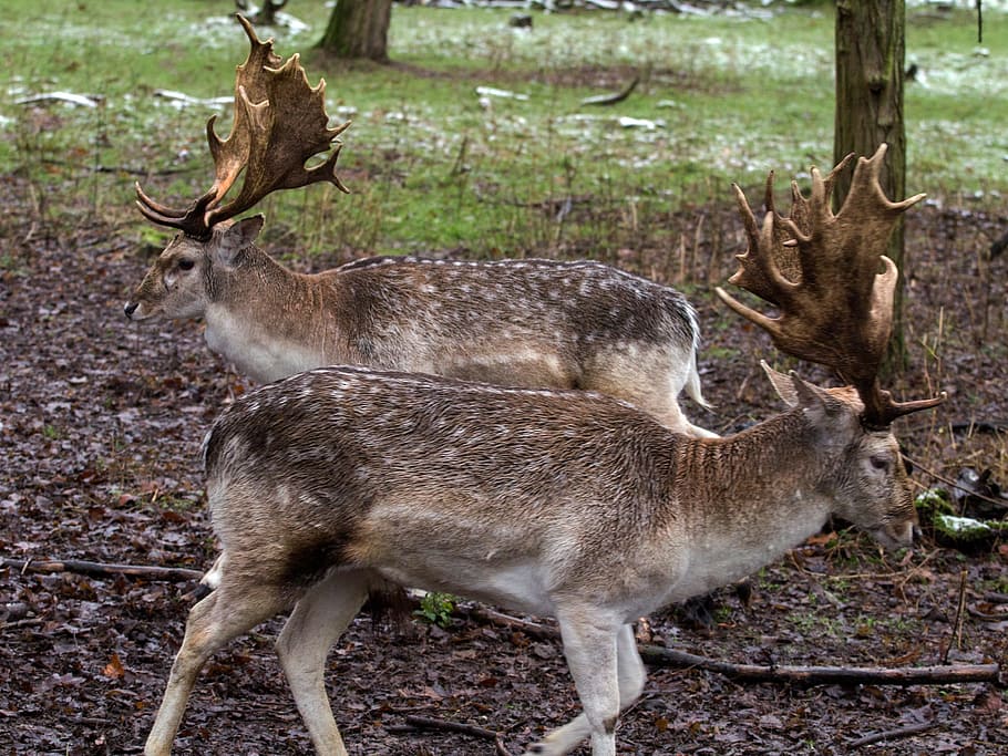 Wild, Fallow Deer, Red Deer, animal wildlife, animals in the wild HD wallpaper