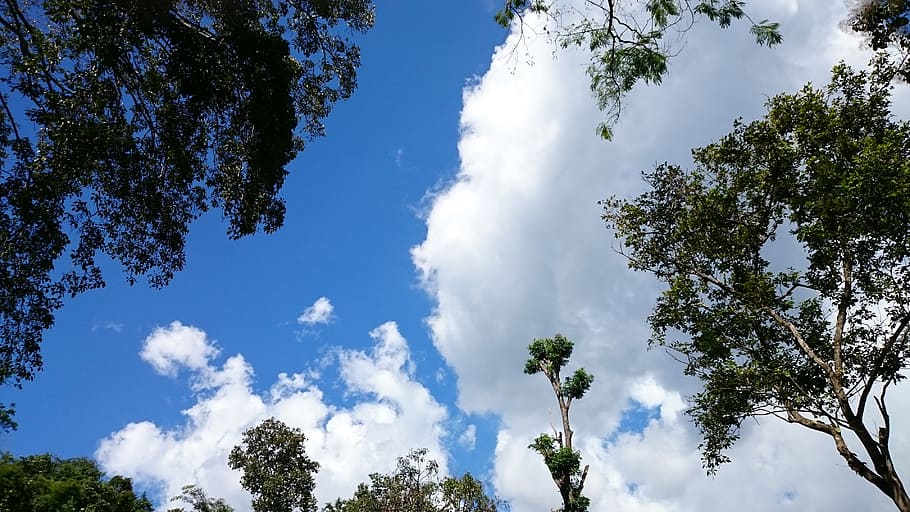 sky, natural, cloud, white, heaven, blue sky, wood, forest HD wallpaper