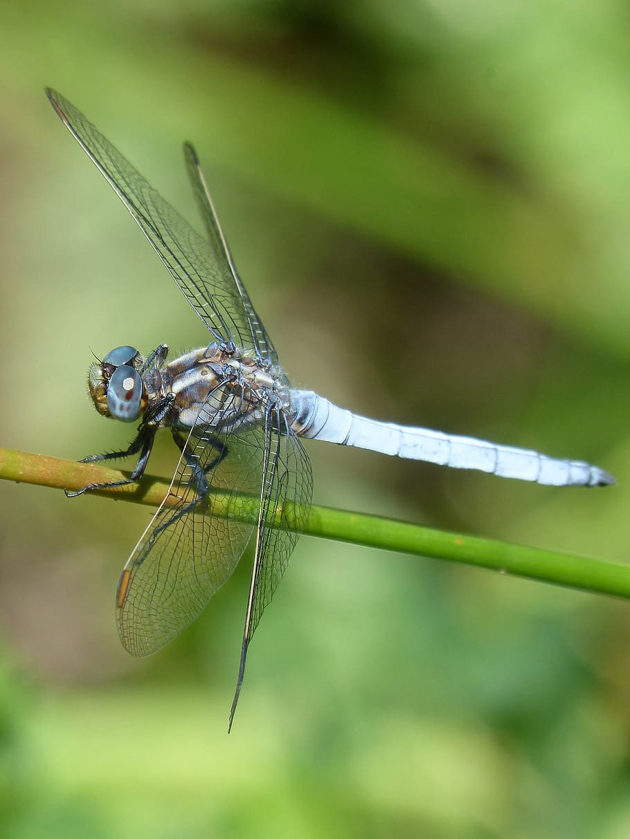 blue dragonfly, branch, greenery, wetland, orthetrum coerulescens, HD wallpaper