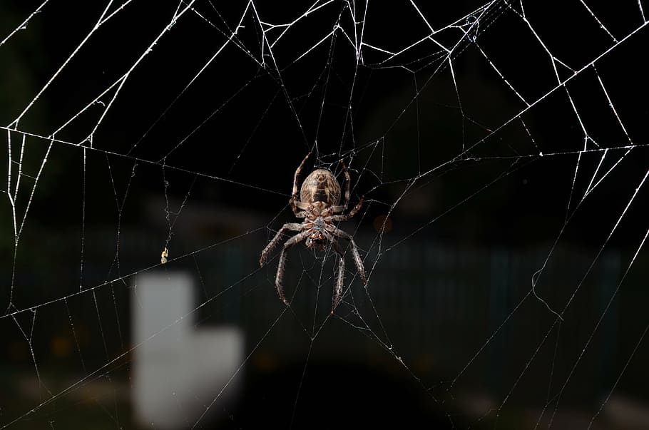 spider, insect, cobweb, spider Web, nature, animal, arachnid HD wallpaper