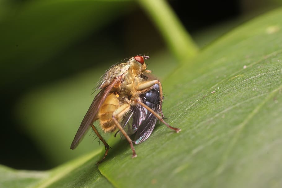 nature, insect, close, macro, animal themes, animal wildlife HD wallpaper