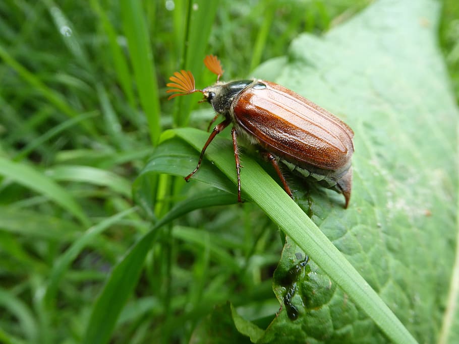 Cockchafer, Spring, Zelhem, Bug, insect, nature, beetle, animal HD wallpaper