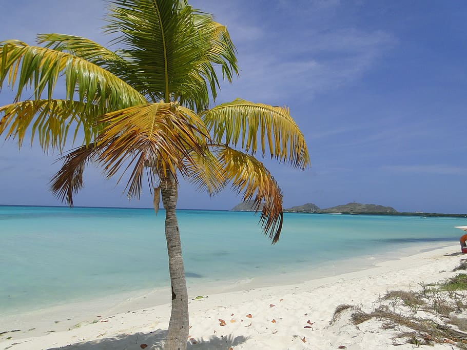 palm tree, beach, shore, shadow, horizon, sea, tropical climate HD wallpaper