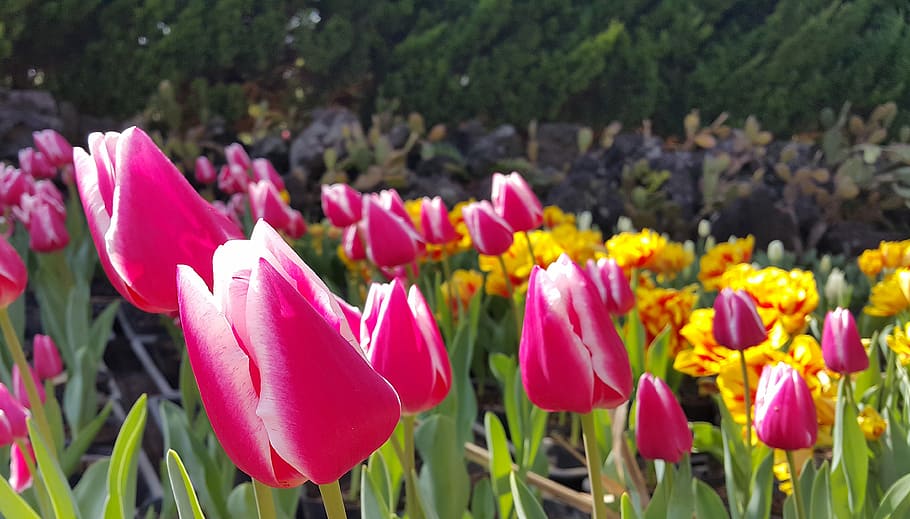 Tulip, Flowers, Spring, Nature, Plants, pink, flower horn, flower gardens HD wallpaper