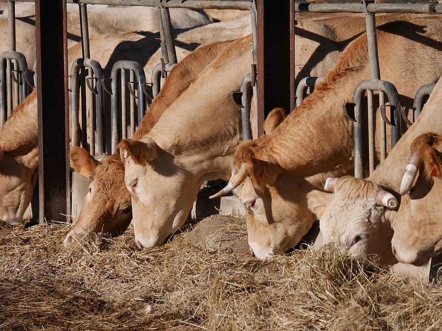 cows, agriculture, breeding, mammal, group of animals, animal themes HD wallpaper