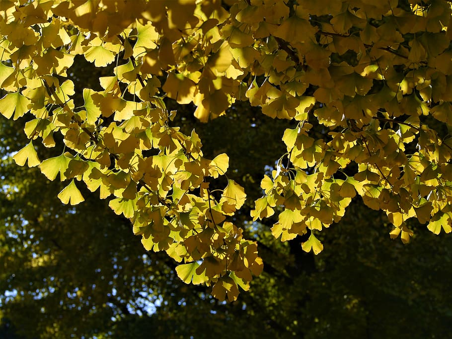 yellow leaves, gingko tree, maidenhair tree, red, huang, green