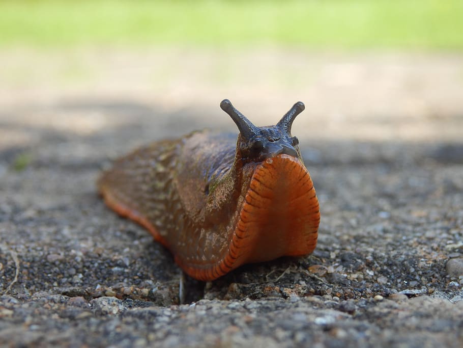 a, very, friendly, garden, slug, one animal, animal wildlife HD wallpaper