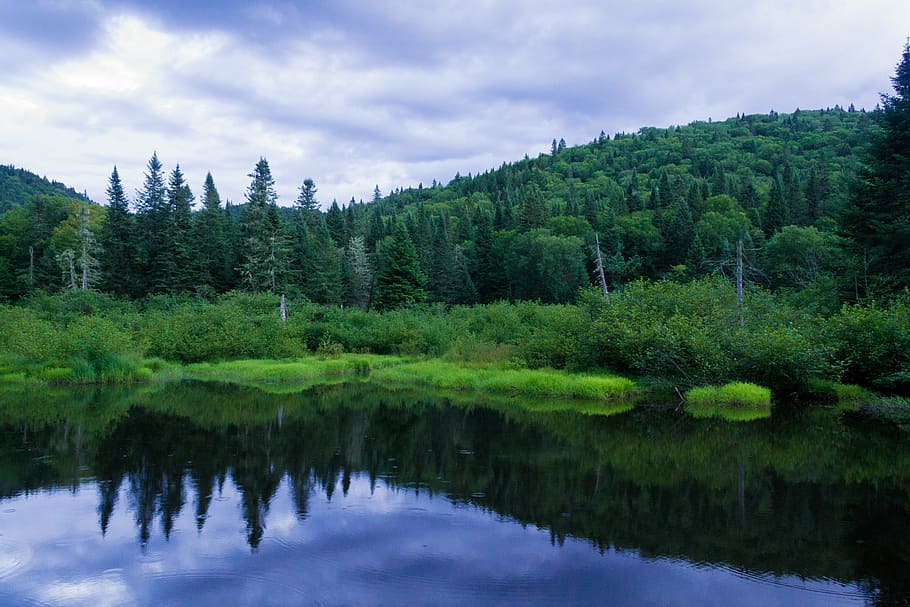 pond, trees, landscape, nature, park, water, forest, green HD wallpaper
