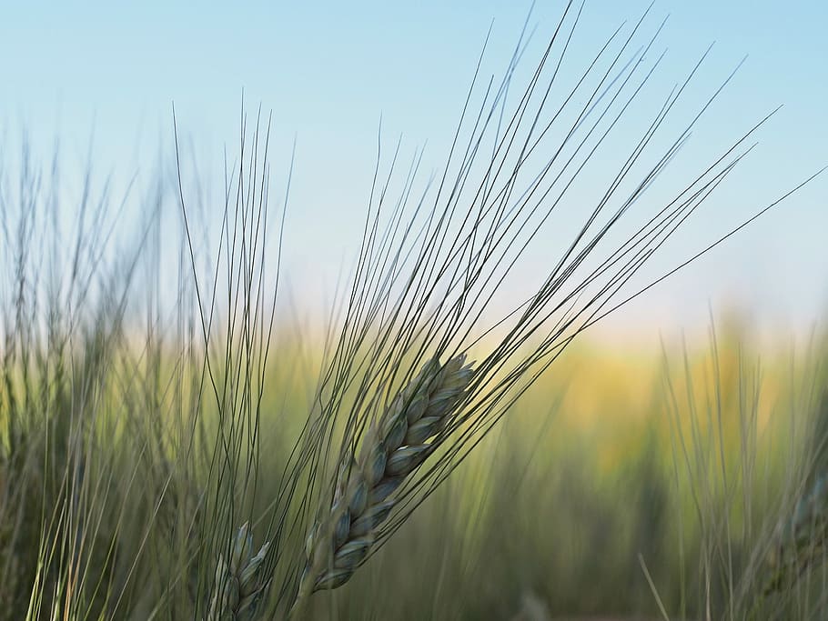 Plant, Nature, Live, agriculture, cereal plant, growth, rural scene HD wallpaper