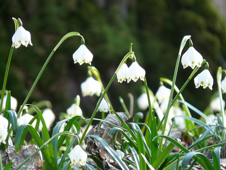 snowflake, spring, spring flower, blossom, bloom, white, forest HD wallpaper
