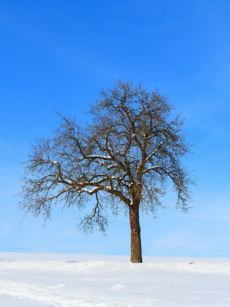 tree, winter, snow, nature, wintry, landscape, sky, beauty in nature HD wallpaper