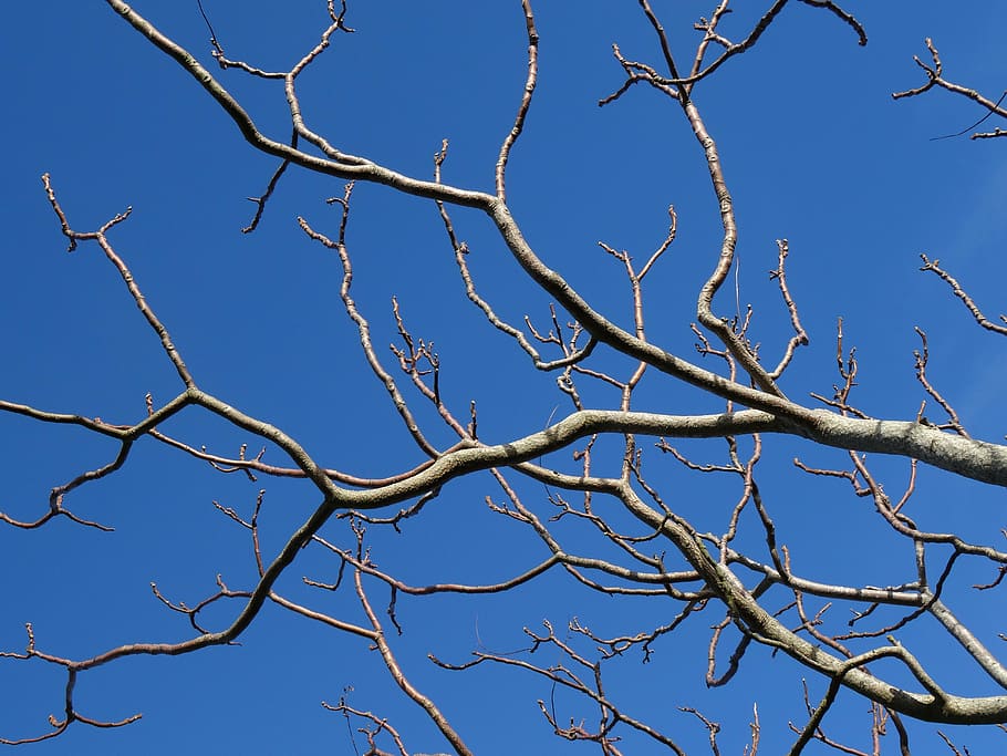 brown tree branches, sky, organic, agriculture, outdoors, environment HD wallpaper