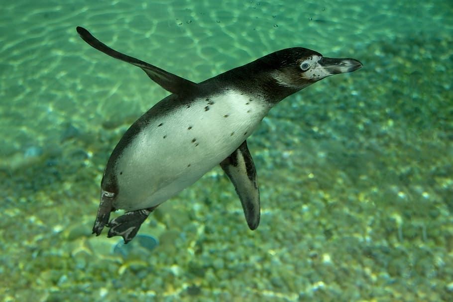 black and white penguin swimming, humboldt, animal, bird, submarine, HD wallpaper