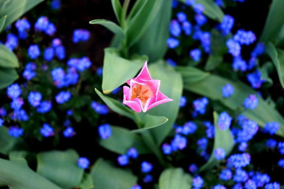 bloom, blooming, blossom, botanic, botanical, bright, color HD wallpaper