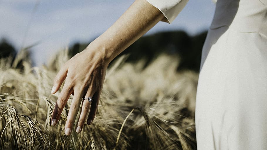person touching wheat plants, person wearing white holding plants HD wallpaper