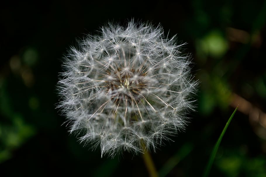speck, plant, spring, vulnerability, fragility, flower, dandelion HD wallpaper