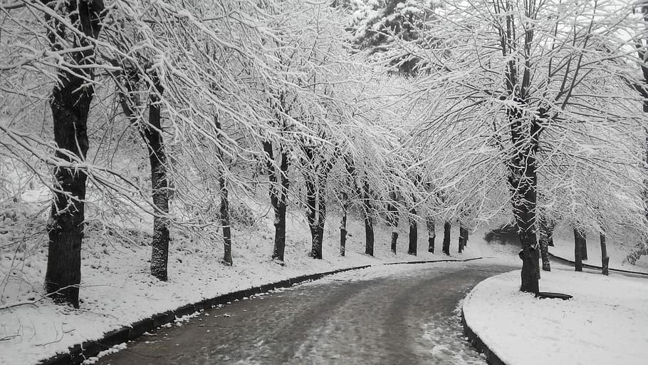 Nature, Winter, Trees, Snow, Branch, track, cold temperature HD wallpaper