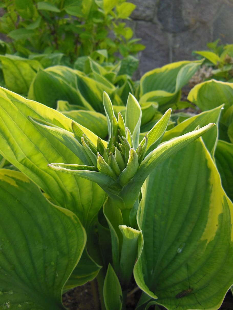 funkia, hosta, budding, perennials, two-color, garden, plants HD wallpaper