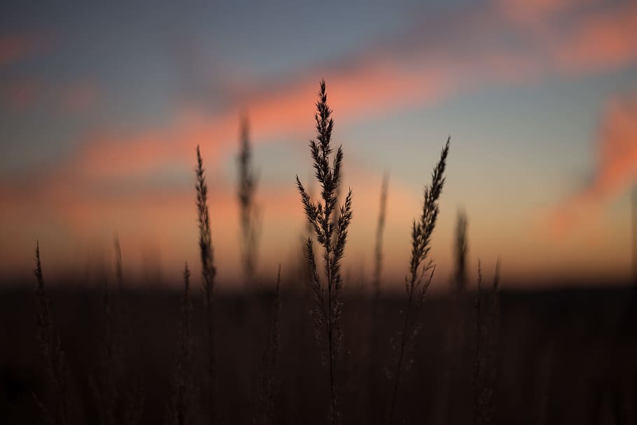 Silhouette of Plant during Golden Time, dawn, dusk, grass, nature HD wallpaper