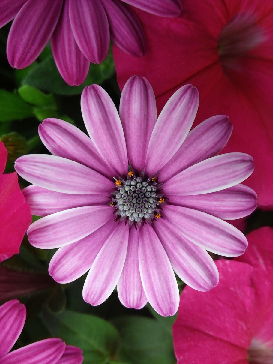 flowers, pink, bright, flowering plant, petal, vulnerability HD wallpaper