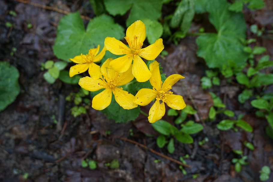 flowers, yellow, spring, flowering, nature, plant, flora, flowering plant HD wallpaper