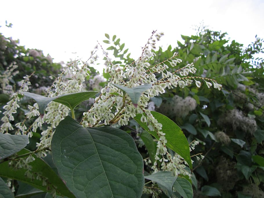 fallopia japonica, japanese knotweed, wildflower, flora, plant