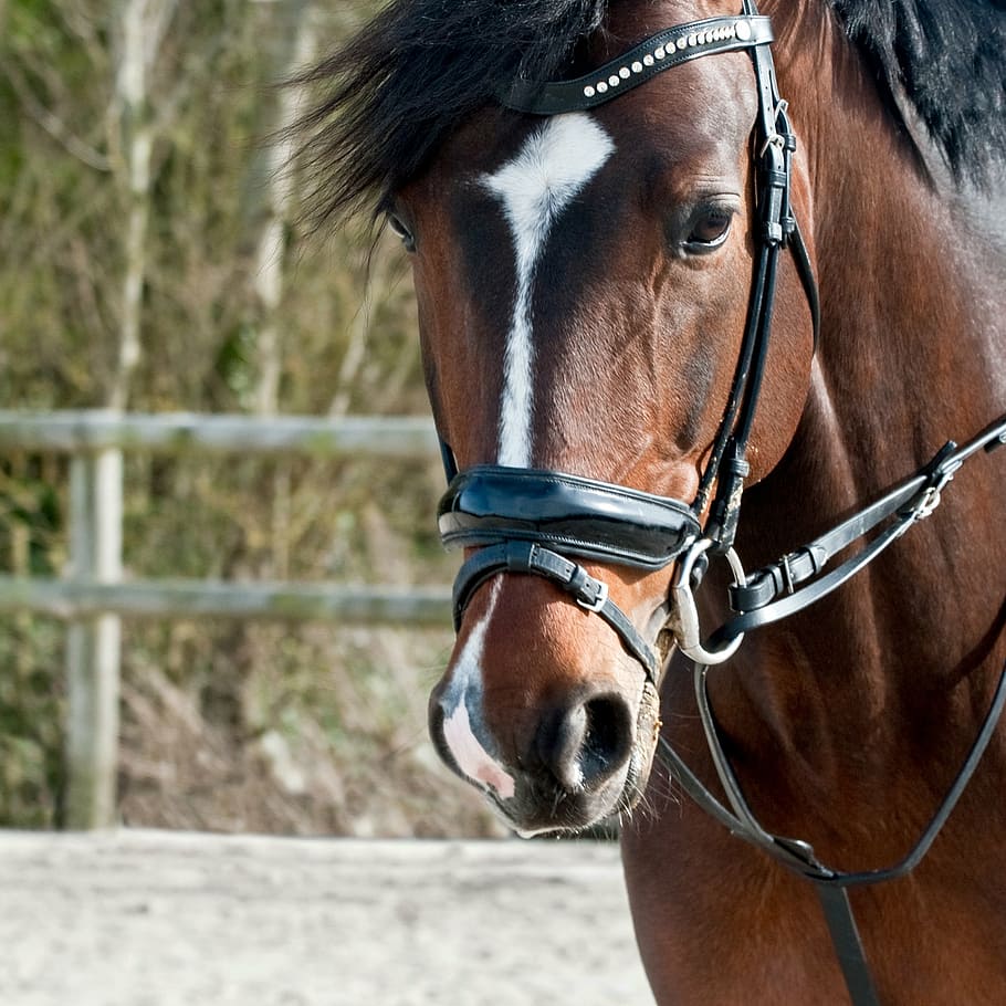 brown horse wearing harness, head, sun, close up, domestic animals HD wallpaper