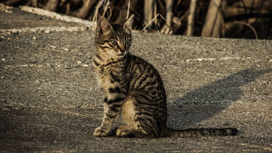 Cat, Stray, Young, Animal, Cute, Kitten, street, curious, adorable HD wallpaper