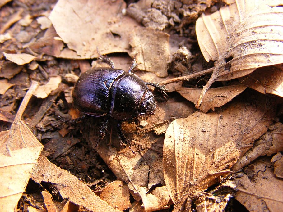 beetle, dung, three stone, beech hg, forest, nature, foliage HD wallpaper