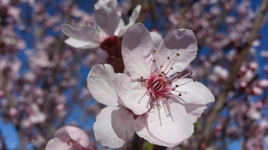 blossom, plum tree, spring, flower, white, blooming, petal HD wallpaper