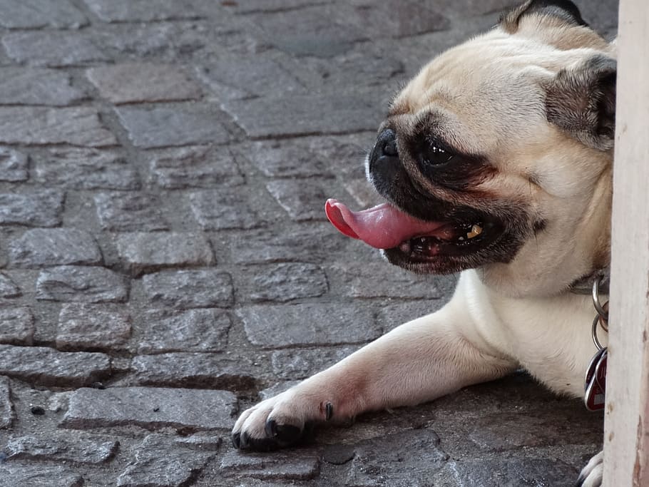 dog, language, muzzles, one animal, animal themes, mammal, domestic HD wallpaper
