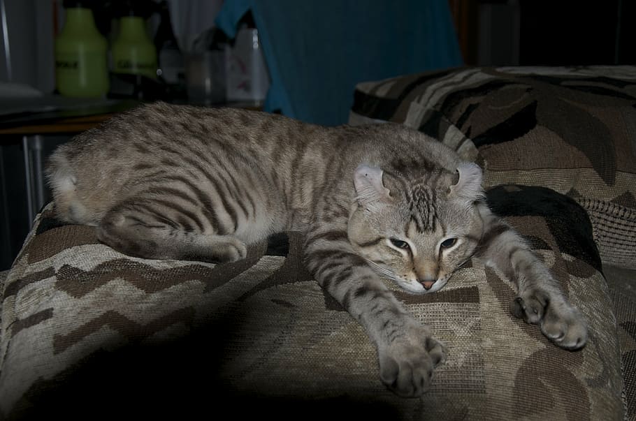 cat, lynx, animals, feline, mammal, animal themes, pets, domestic cat HD wallpaper