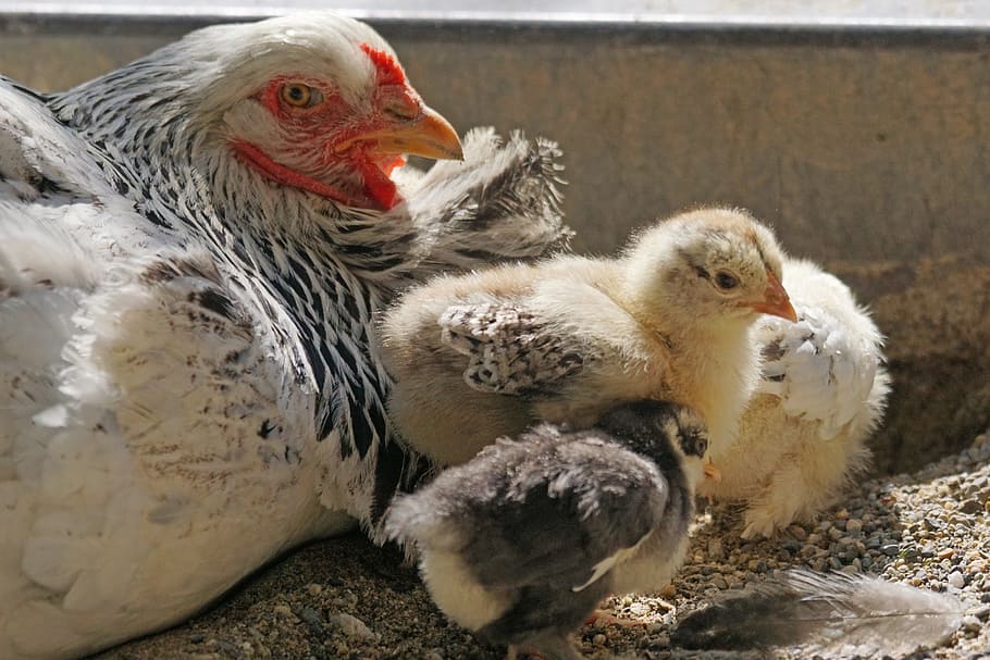 white hen beside chicks, brahama, chicken, poultry, country life HD wallpaper