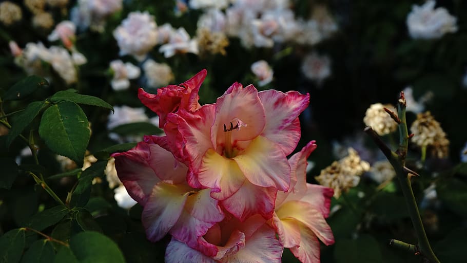 bloom, flower, bright, gladiola, flowering plant, fragility HD wallpaper