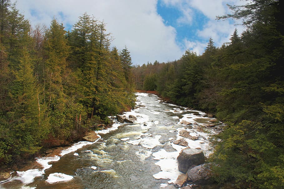 river, pine, trees, forest, nature, landscape, mountain, outdoor HD wallpaper