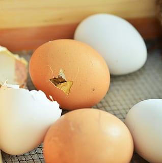 brown chicken egg, eggshell, hatch, chicks, hen's egg, chicken eggs HD wallpaper